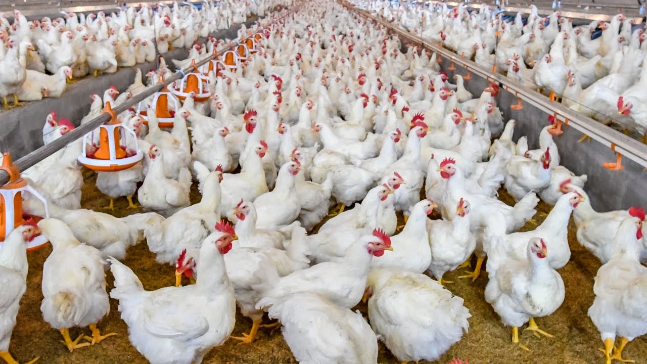 Broilers vs. Layers: Which Is More Profitable for Zimbabwean Farmers?