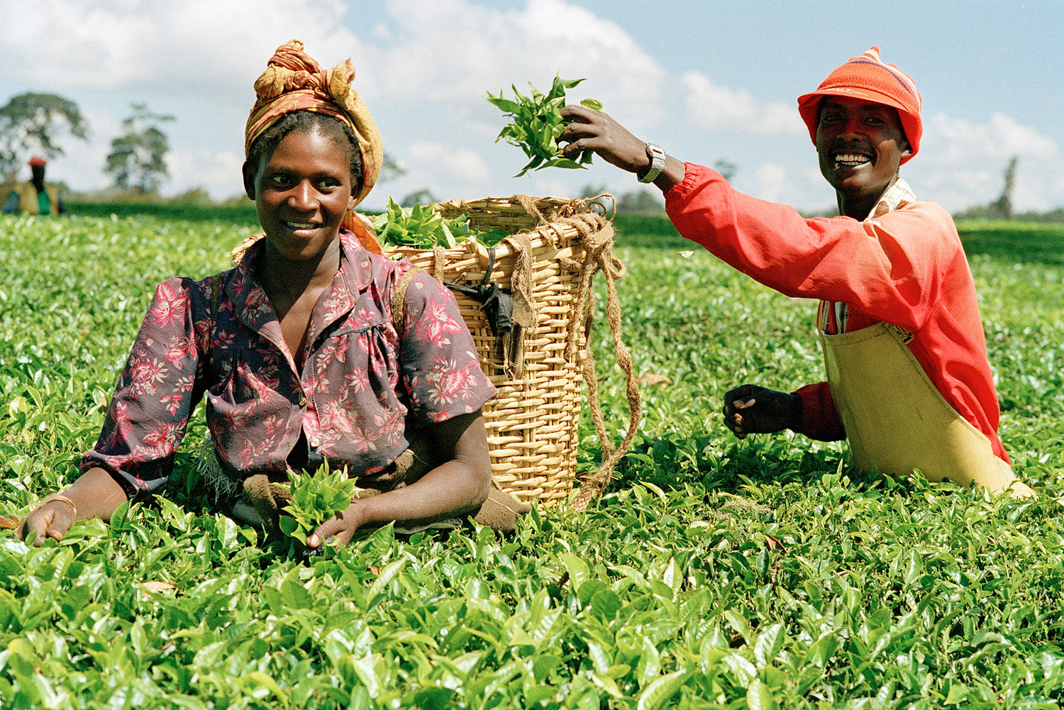The Future of Farming: Exploring Agribusiness Opportunities in Zimbabwe