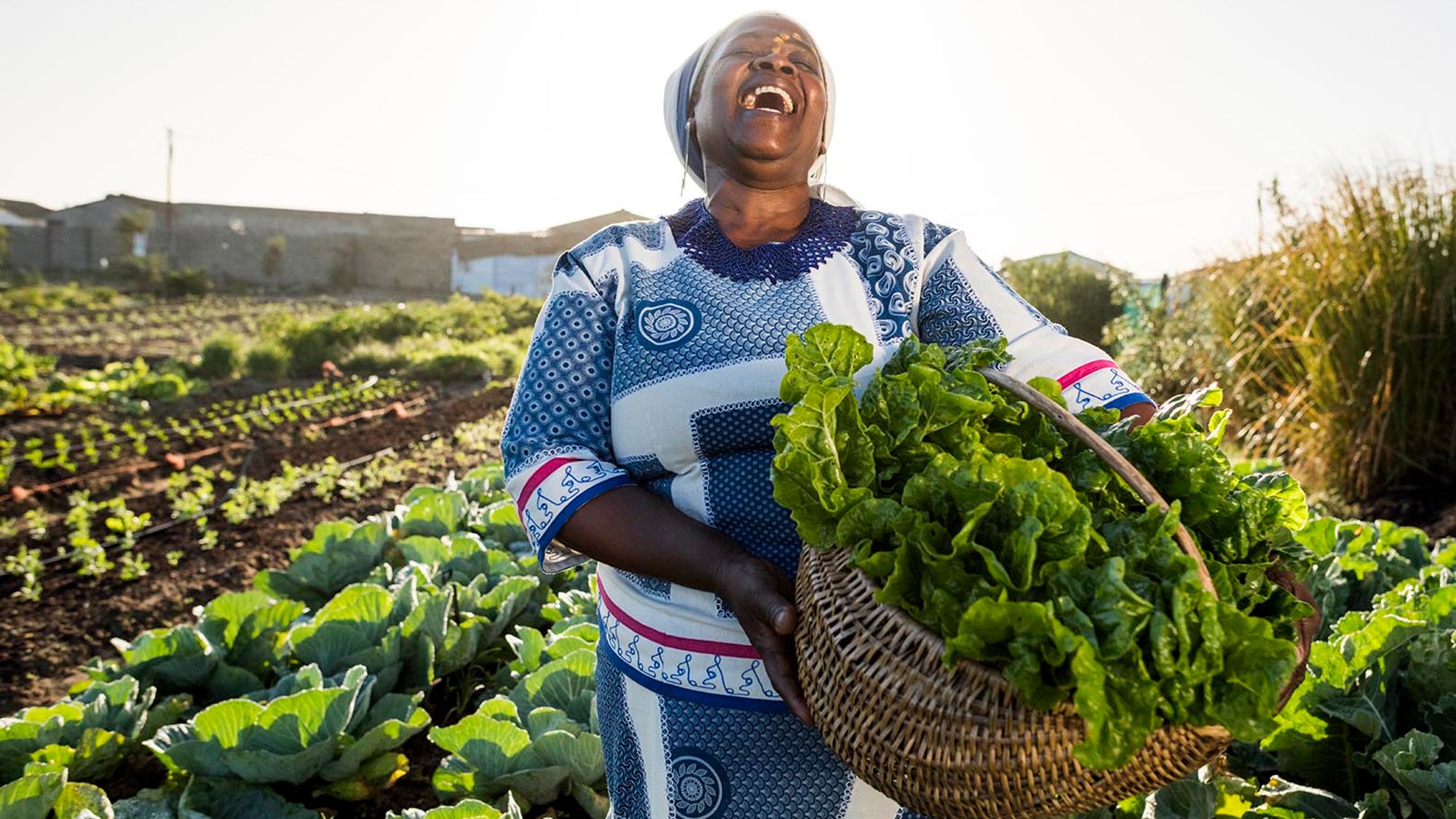 Top 5 Most Profitable Crops to Grow in Zimbabwe in 2025